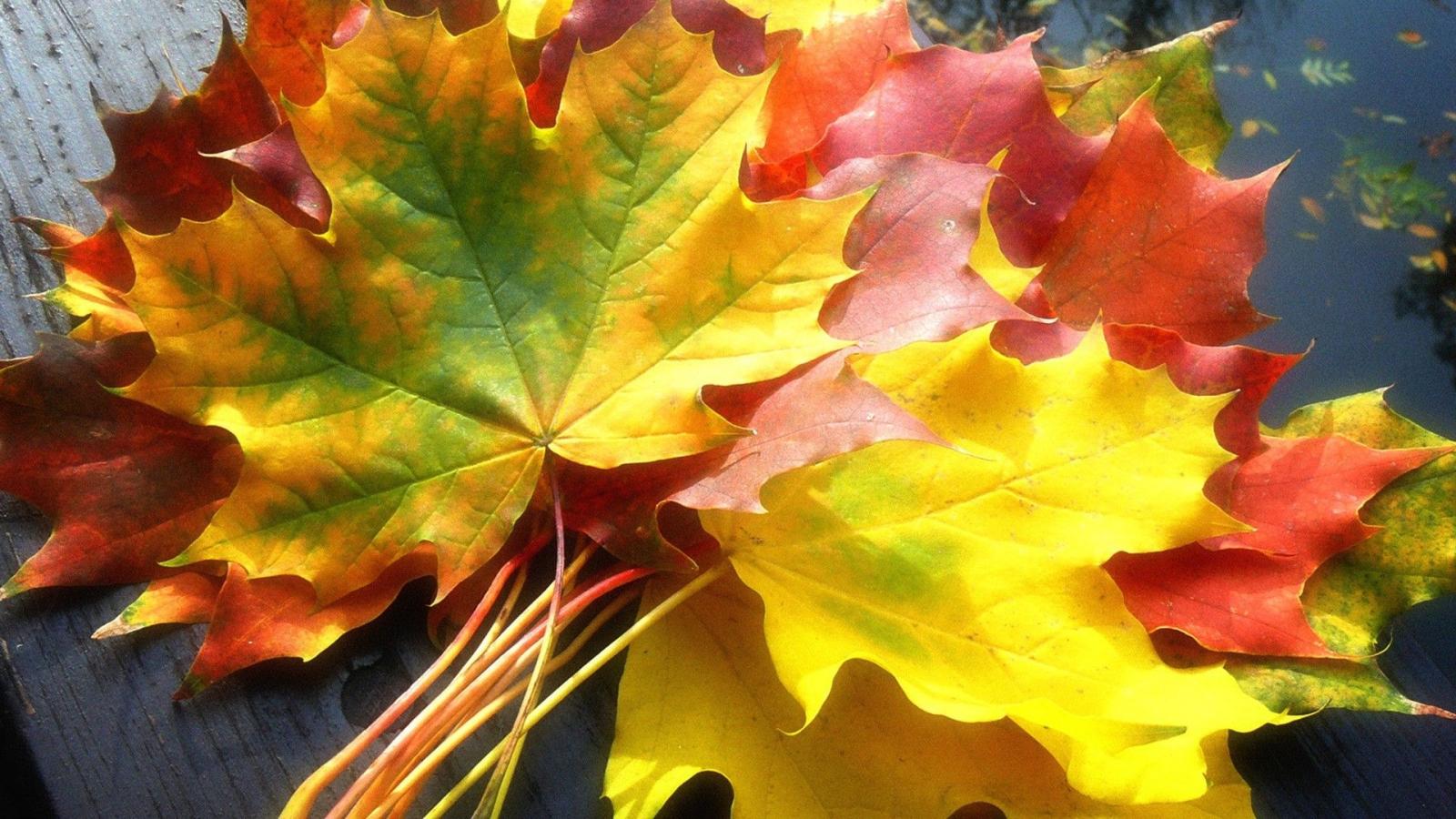 1920x1080 Romantic Autumn Wallpapers Lovely Fall Leaves Wallpaper Autumn