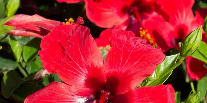 1080x1920 57+ Hibiscus Wallpapers on WallpaperPlay