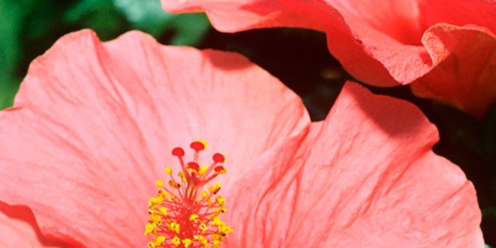 1243x2208 57+ Hibiscus Wallpapers on WallpaperPlay
