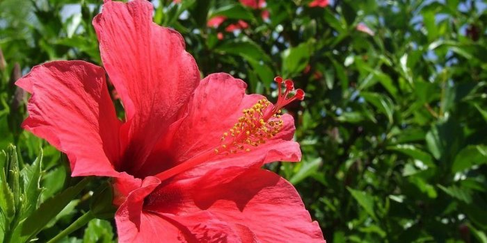 1024x768 Hibiscus Flower Wallpapers