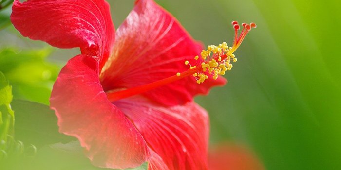 1024x768 Flower Wallpaper | Flowers Wallpapers: Hibiscus Flowers Wallpapers