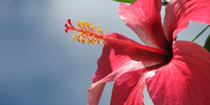 1920x1200 Hibiscus Flower Wallpapers