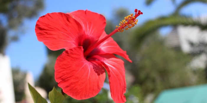 3840x2160 60+ Hibiscus Flower Wallpapers on WallpaperPlay