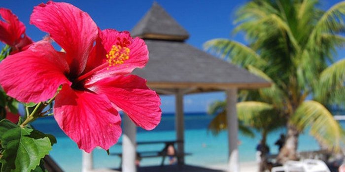 1920x1200 57+ Hibiscus Wallpapers on WallpaperPlay