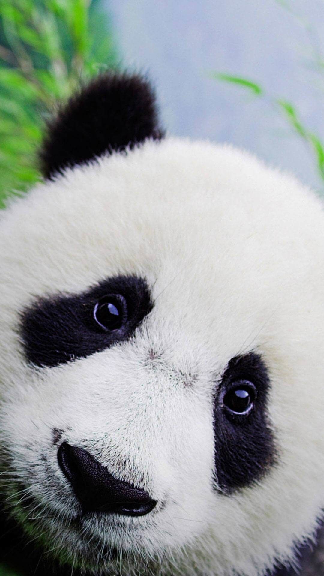 1080x1920 Baby Panda Wallpapers | amazing wallpaper iphone | Panda wallpapers