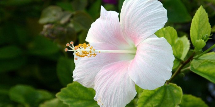 1920x1080 Hibiscus Flower Wallpapers