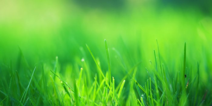 2560x1600 Green Grass Field Wallpapers | HD Wallpapers | ID #14660
