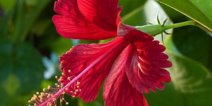 1024x768 Hibiscus Flowers wallpaper | 1024x768 | #51648