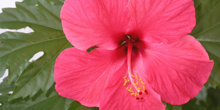 2272x1704 57+ Hibiscus Wallpapers on WallpaperPlay