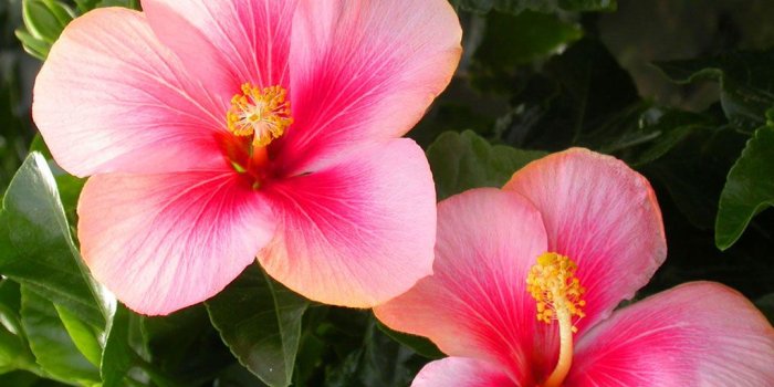 1024x768 Hibiscus Flower Wallpaper | Flower Wallpapers HD