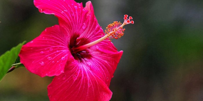 1600x1000 Hibiscus Flower Wallpapers