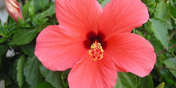 1600x1200 Hibiscus HD Wallpaper Flower Gallery Photo | All About Pretty