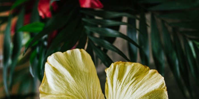 1440x2560 Download wallpaper 1440x2560 hibiscus, flower, yellow, tropical