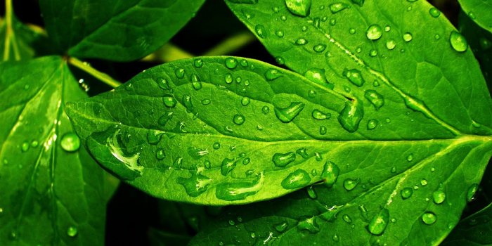 1600x900 Photo of Green HD - Wallpapers and Pictures Gallery – download in