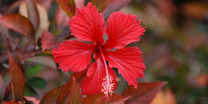 2560x1600 Red Hibiscus Flower HD Widescreen Wallpapers | Chromotherapy Healing