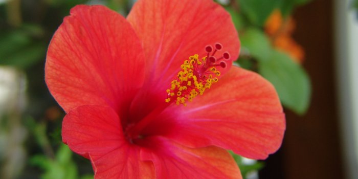 3264x2448 Desktop Wallpaper Hibiscus Flower #h529393 | Flowers HD Images