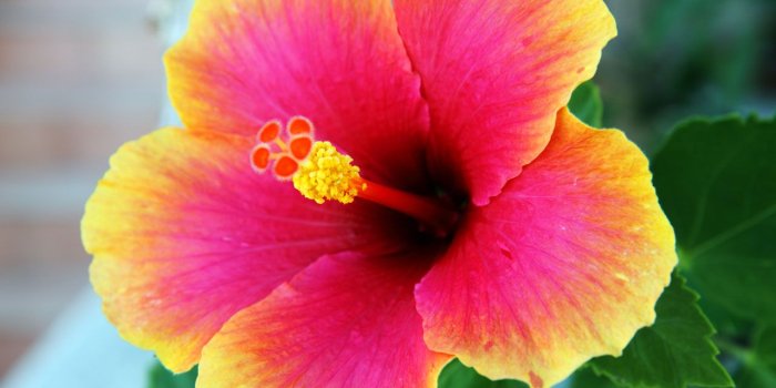 1280x853 Hibiscus Flower 14643 - HDWPro