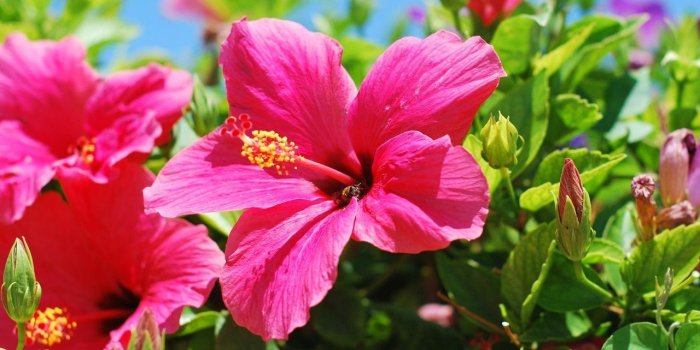 1280x720 Hibiscus Flower Wallpaper for Android - APK Download