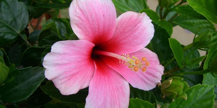 2048x1152 Hibiscus Flowers wallpaper | 2048x1152 | #51657