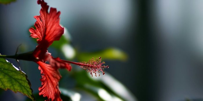 1024x768 1024x768 Hibiscus Flower 1024x768 Resolution HD 4k Wallpapers