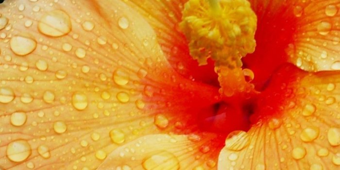 1080x1920 Hibiscus iPhone 6 Plus Wallpaper 12774 - Flowers iPhone 6 Plus