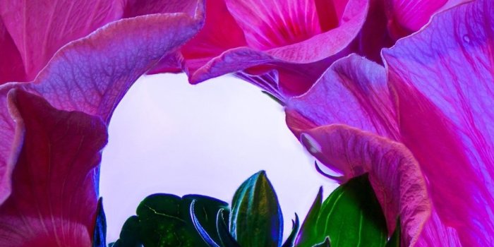 1080x1920 Pink hibiscus flowers close-up, blue background 1080x1920 iPhone 8/7