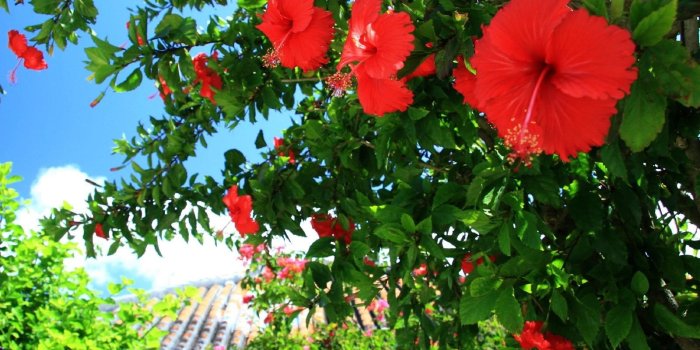1600x1200 Pictures Flowers Hibiscus
