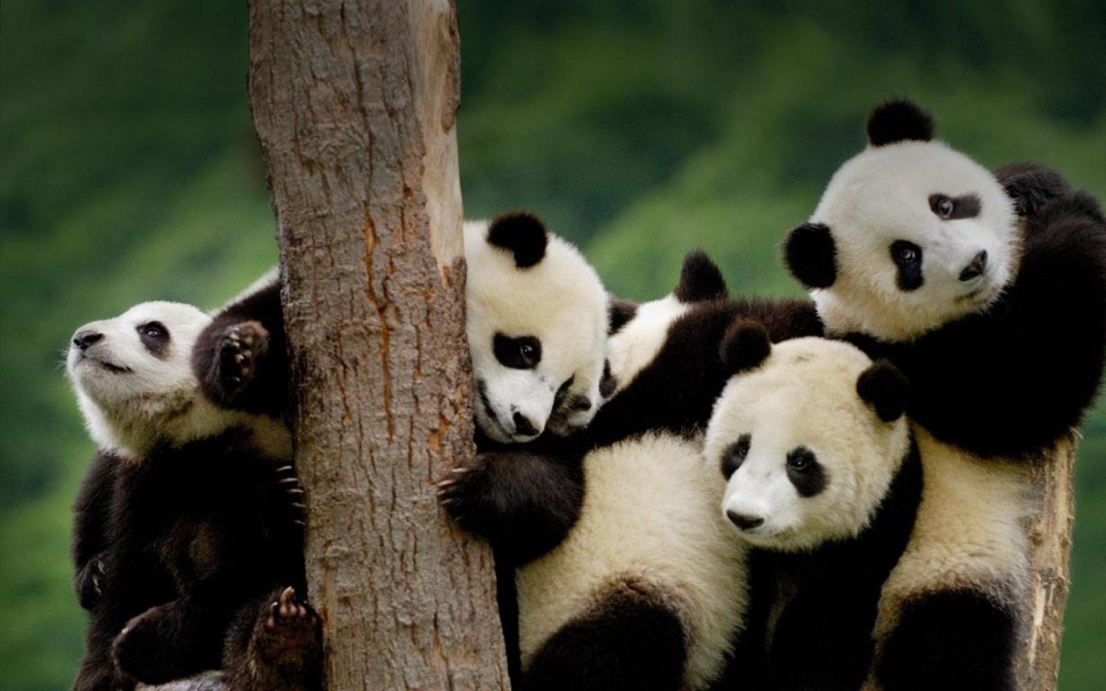 2560x1600 Funny Baby Panda Animal Picture - Group Panda Png (#223976) - HD