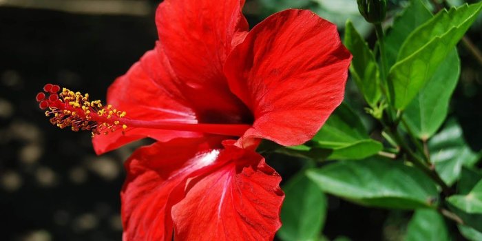 1600x1200 Hibiscus Flower Wallpapers