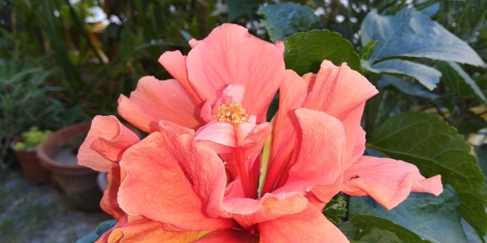 1920x1080 Orange Hibiscus Wallpaper - Wallpaper Stream