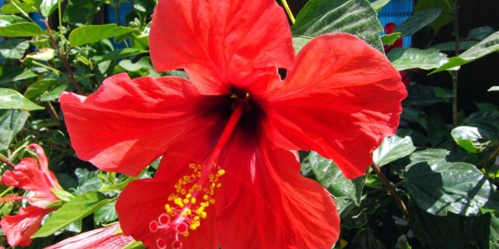 1360x768 Hibiscus Flower Wallpapers