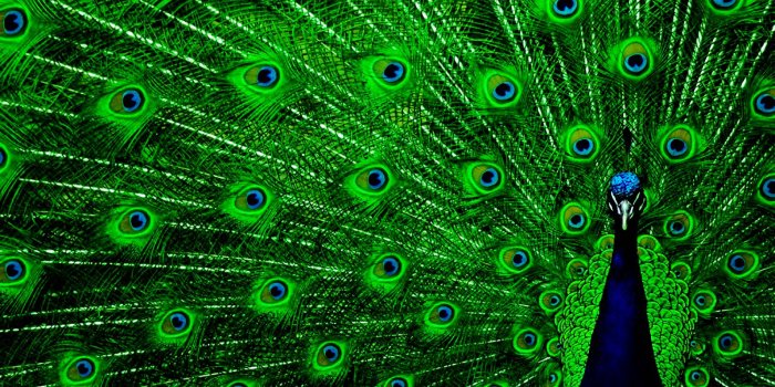 1600x1064 Peacock Green Wings Colorful Photo HD Wallpaper Desktop Background