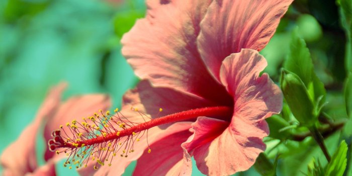 1280x800 Hibiscus Flowers wallpaper | 1280x800 | #51656
