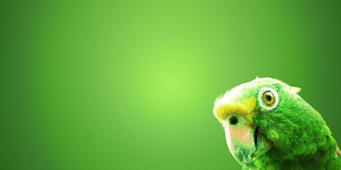 2560x1600 Green Parrot Wallpaper #6972154