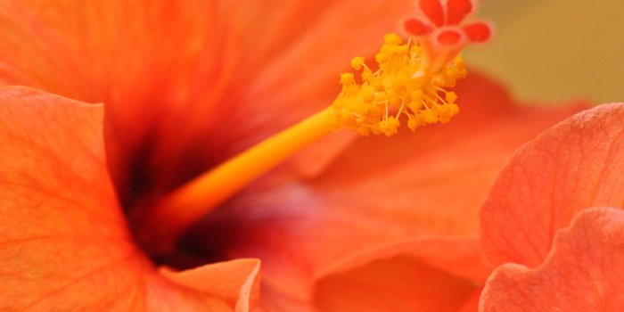 2560x1600 Orange Hibiscus Flower #4157819, 2560x1600 | All For Desktop