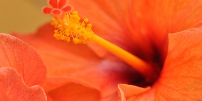 2560x1600 Hibiscus flower #7005090