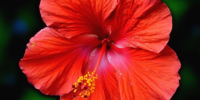 900x900 HD Hibiscus Flower Wallpapers and Photos | HD Flowers Wallpapers