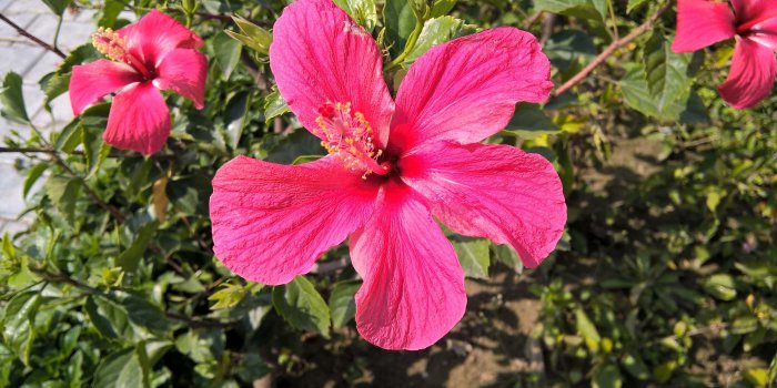 4208x2368 Beautiful Flower Wallpapers,hibiscus, Flower Wallpaper Tumblr, Green