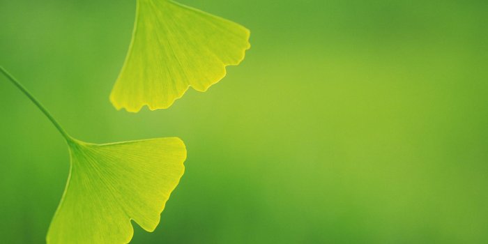 1680x1050 Ginkgo-biloba-green-hd-wallpaper-1680x1050.jpg | Gujarat Bio