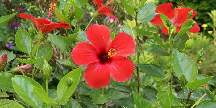 1920x1200 Hibiscus [11] wallpaper - Flower wallpapers - #35269