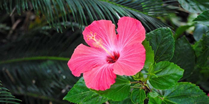 3872x2592 Hibiscus Flower 4K wallpaper