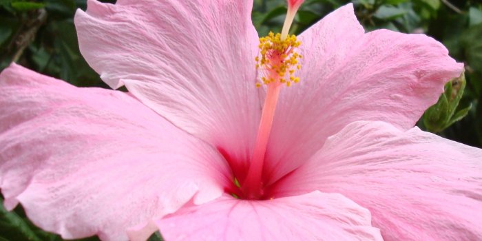 1600x1200 wallpapers : Hibiscus flower Wallpapers