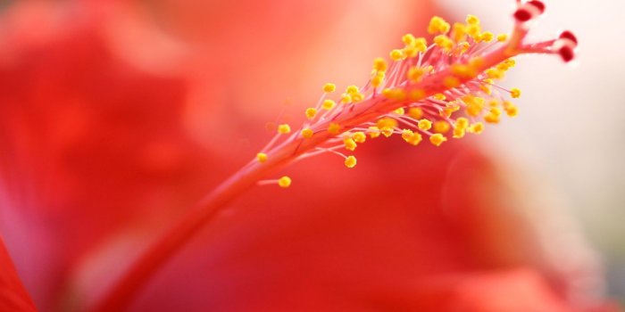 1600x1200 Red Hibiscus Flower #6961280