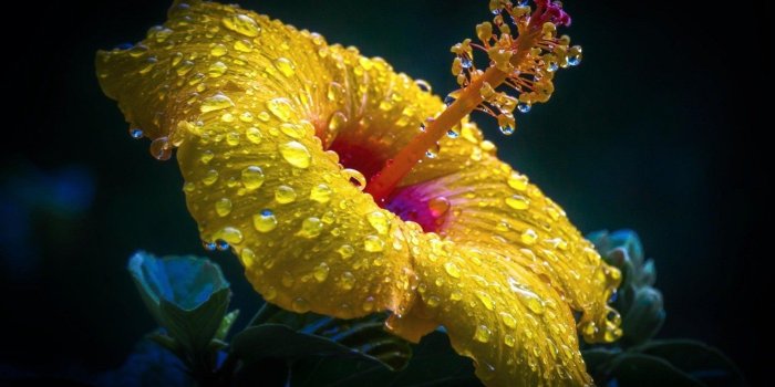 1920x1200 72 Hibiscus HD Wallpapers | Background Images