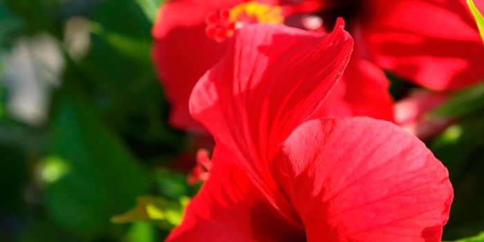 1243x2208 Hibiscus Wallpaper (50+ images)