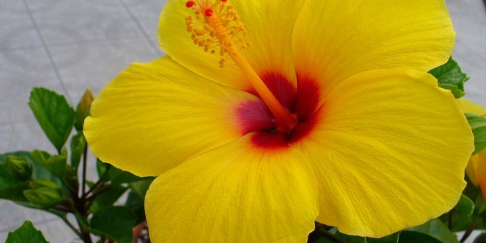 1024x768 Hibiscus Flowers wallpaper | 1024x768 | #857