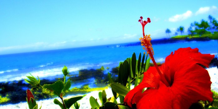 3000x2250 40+ Hibiscus Wallpapers - Download at WallpaperBro