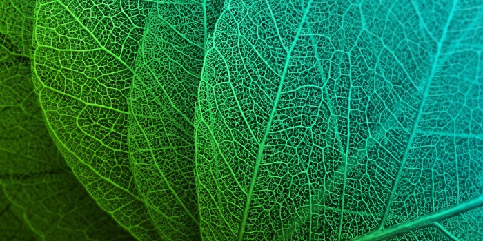 2880x1800 Green Leaves HD Wallpapers | HD Wallpapers | ID #23043