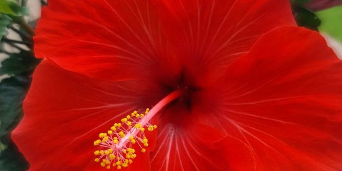 886x1280 Hibiscus Flower Wallpaper by sjsmosley - 3a - Free on ZEDGE™