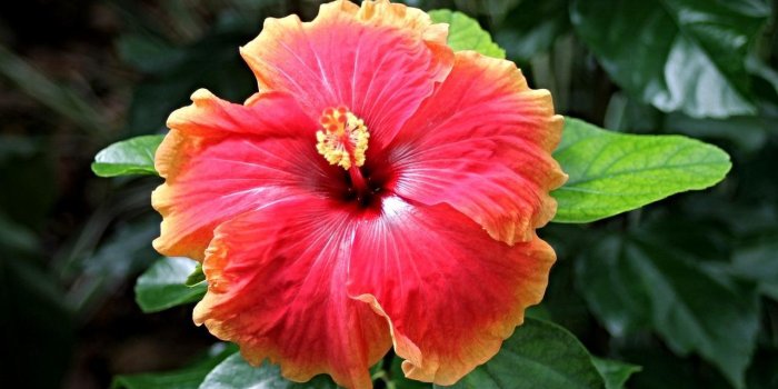 1280x720 Hibiscus Flower Wallpaper for Android - APK Download